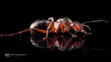Formica rufa — queen photo 5