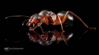 Formica rufa — queen photo 6