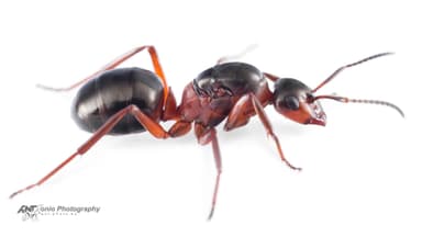 Formica rufa — queen photo 17