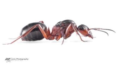 Formica rufa — queen photo 18