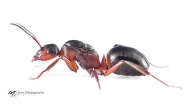Formica rufa — queen photo 19