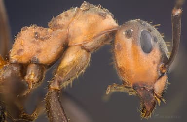 Formica rufa photo 204