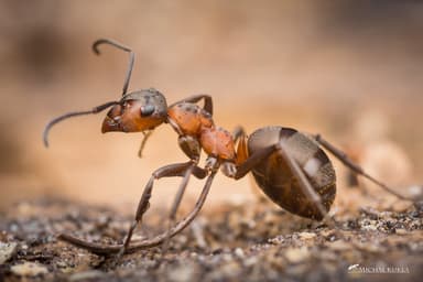 Formica rufa photo 205