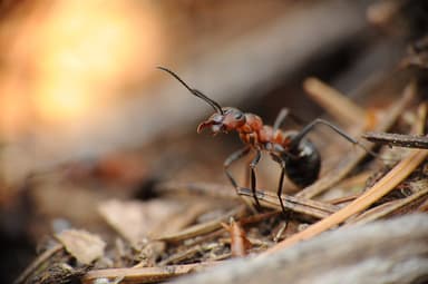 Formica rufa photo 206