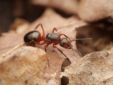 Formica rufa photo 34