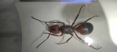 Formica rufa photo 45