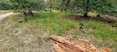 Formica rufa — colony photo 96