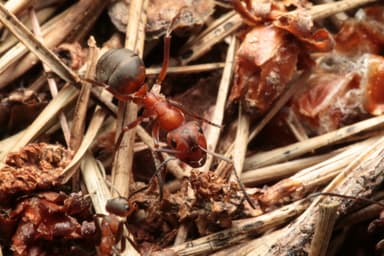 Formica rufa — worker photo 97