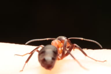 Formica rufa — worker photo 100