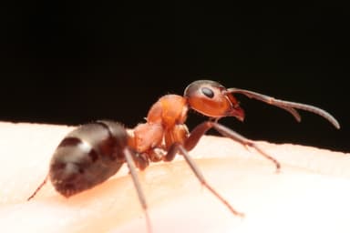 Formica rufa — worker photo 101
