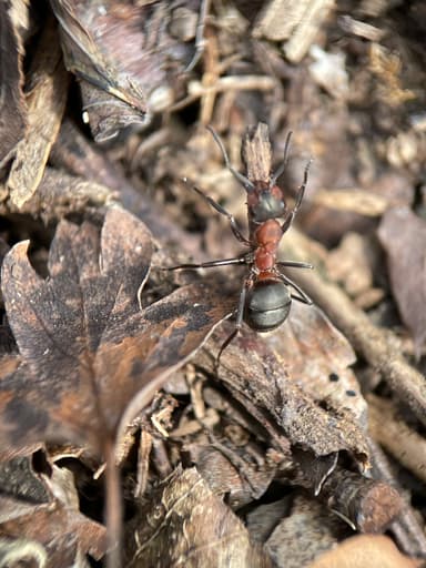 Formica rufa photo 105
