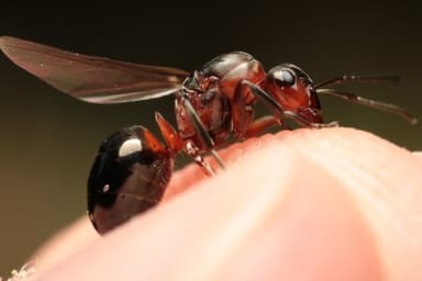 Formica rufa photo 117