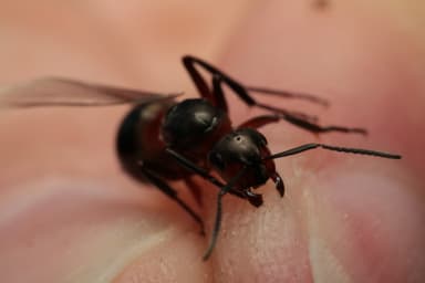 Formica rufa photo 118