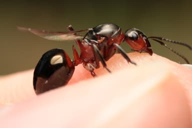 Formica rufa photo 119