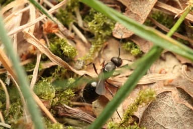 Formica rufa photo 122