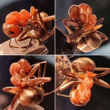 Formica rufa — worker photo 143