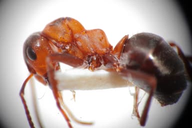 Formica rufa photo 147