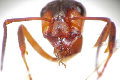 Formica rufa photo 148