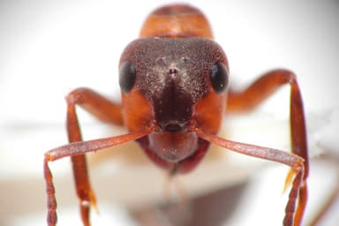 Formica rufa photo 149