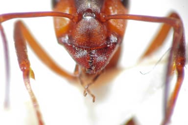 Formica rufa photo 151