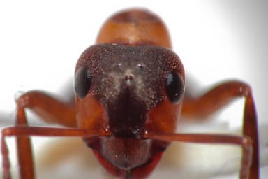 Formica rufa photo 152