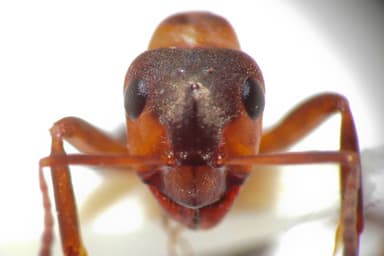 Formica rufa photo 154