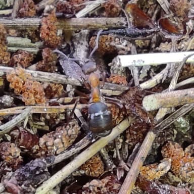 Formica rufa photo 163