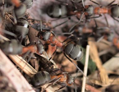 Formica rufa — colony photo 173