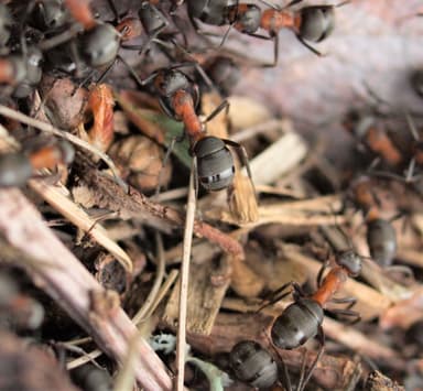 Formica rufa — colony photo 174