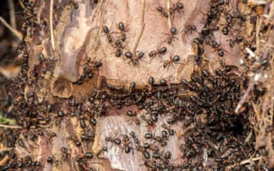 Formica rufa photo 177