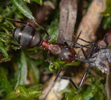 Formica rufa photo 179