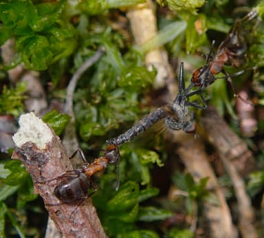 Formica rufa photo 181