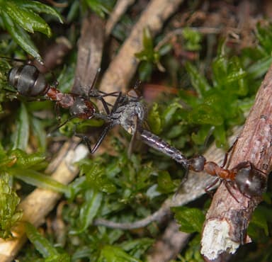 Formica rufa photo 182