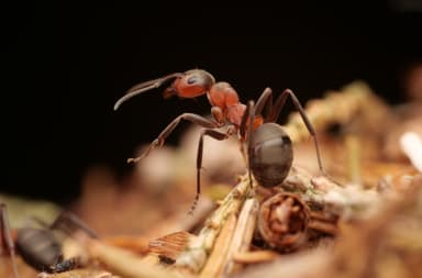 Formica rufa photo 184