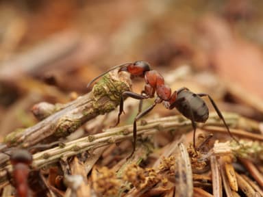 Formica rufa photo 185