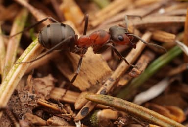 Formica rufa photo 186