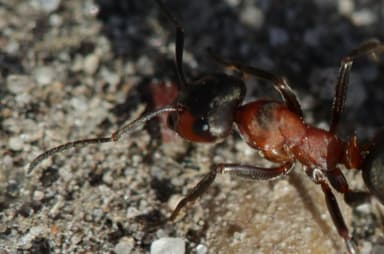 Formica rufa photo 191