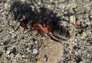 Formica rufa photo 192