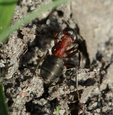 Formica rufa photo 194