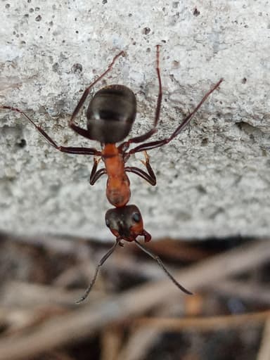 Formica rufa photo 21