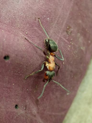 Formica rufa photo 32