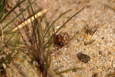 Formica rufa photo 33
