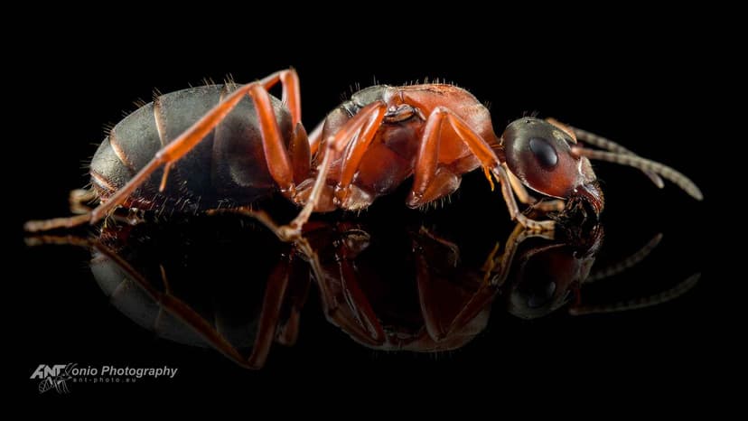 Formica rufibarbis photo 1
