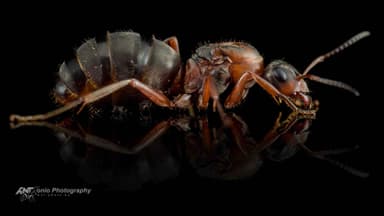 Formica rufibarbis — queen photo 2