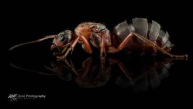 Formica rufibarbis — queen photo 3
