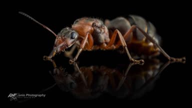 Formica rufibarbis — queen photo 4