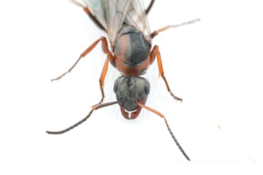 Formica rufibarbis photo 16