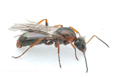 Formica rufibarbis photo 17