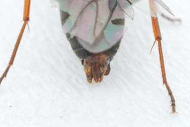 Formica rufibarbis photo 18