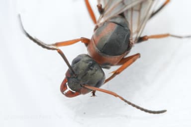Formica rufibarbis photo 19